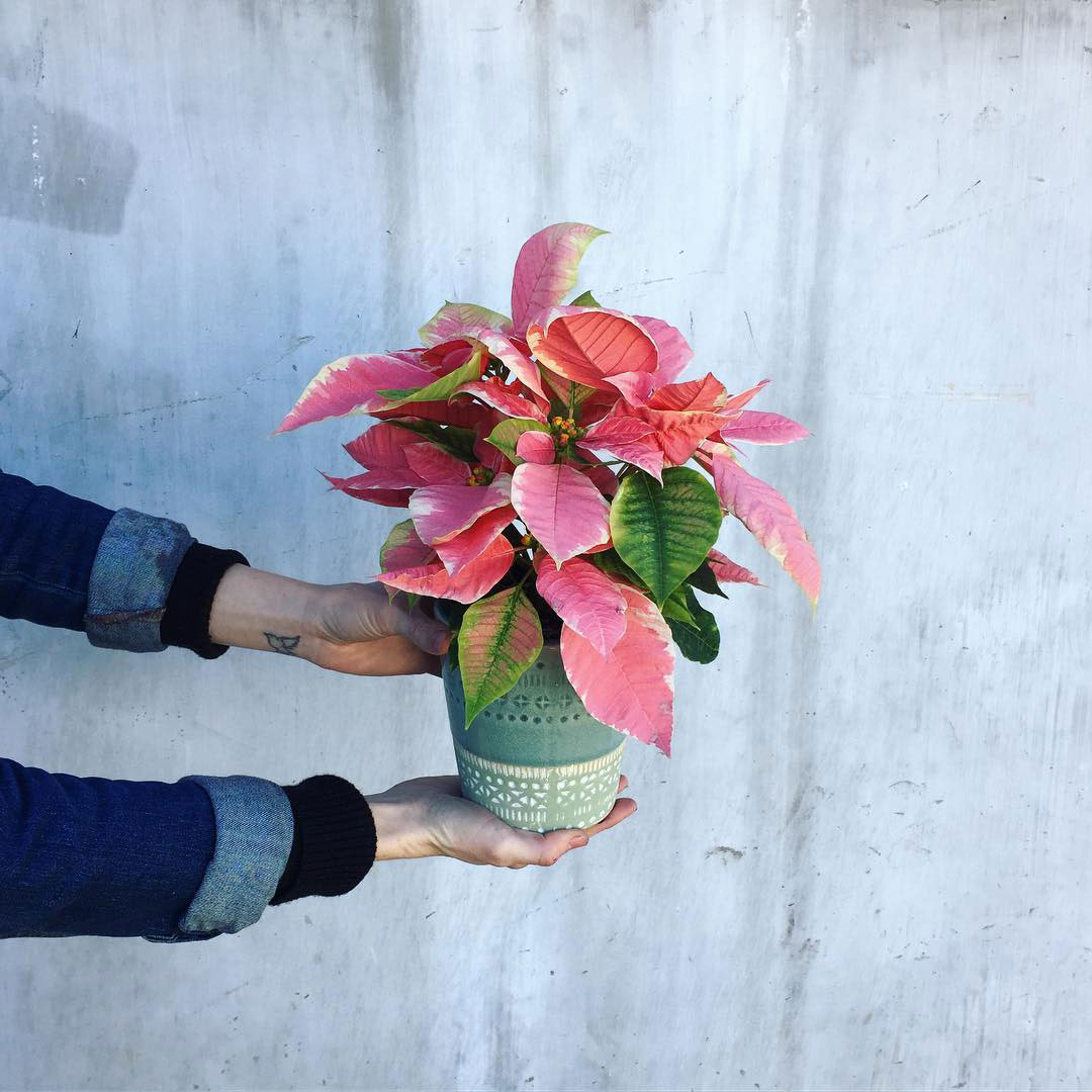 FLORAL The Corner Market Dallas